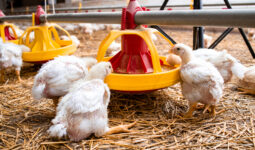 Des poulets  dans un élevage de volailles en train de manger dans un distributeur automatique