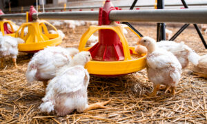 Des poulets  dans un élevage de volailles en train de manger dans un distributeur automatique
