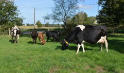 vaches nourrices avec des veaux dans une pâture