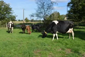 vaches nourrices avec des veaux dans une pâture