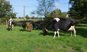 vaches nourrices avec des veaux dans une pâture