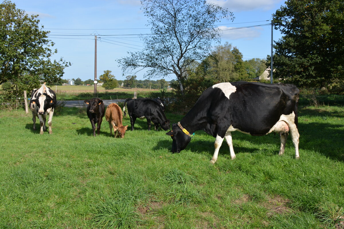 vaches nourrices avec des veaux dans une pâture - Illustration Améliorer le bien-être au travail