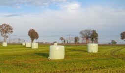 bottes d'enrubannage sur parcelle un peu humide