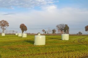 bottes d'enrubannage sur parcelle un peu humide