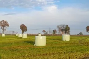 bottes d'enrubannage sur parcelle un peu humide