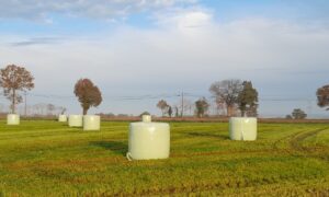 bottes d'enrubannage sur parcelle un peu humide