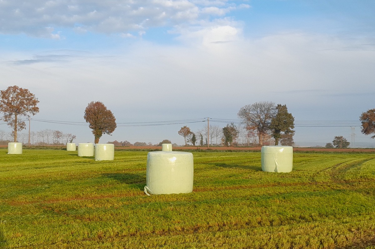 bottes d'enrubannage sur parcelle un peu humide - Illustration La fauche d’automne, une opportunité