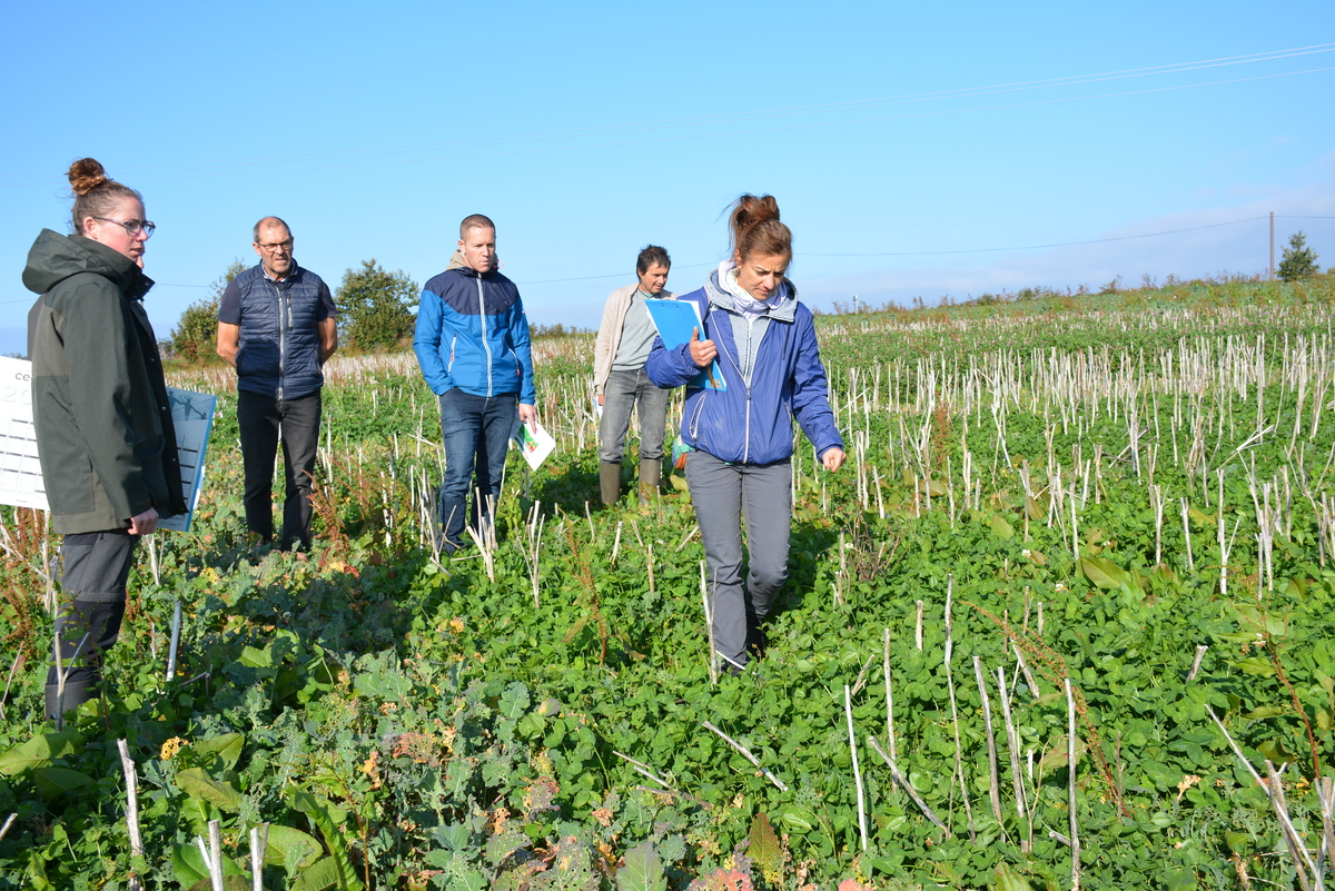 Personnes dans un champ - Illustration Quelle légumineuse pour accompagner le colza ?