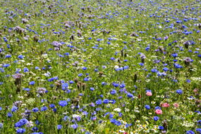 Une bande fleurie, gage de biodiversité, dans un champ agricole
