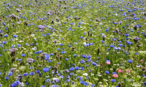 Une bande fleurie, gage de biodiversité, dans un champ agricole