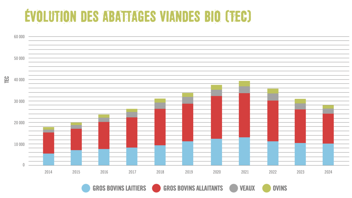Graphique de l'évolution des abattages de viandes bio 2014-2024 - Illustration Observatoire des viandes bio 2024 : La consommation donne des signes de reprise
