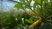 Une culture de courgette