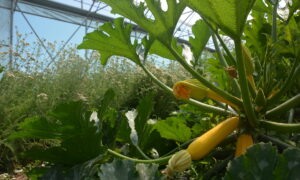 Une culture de courgette