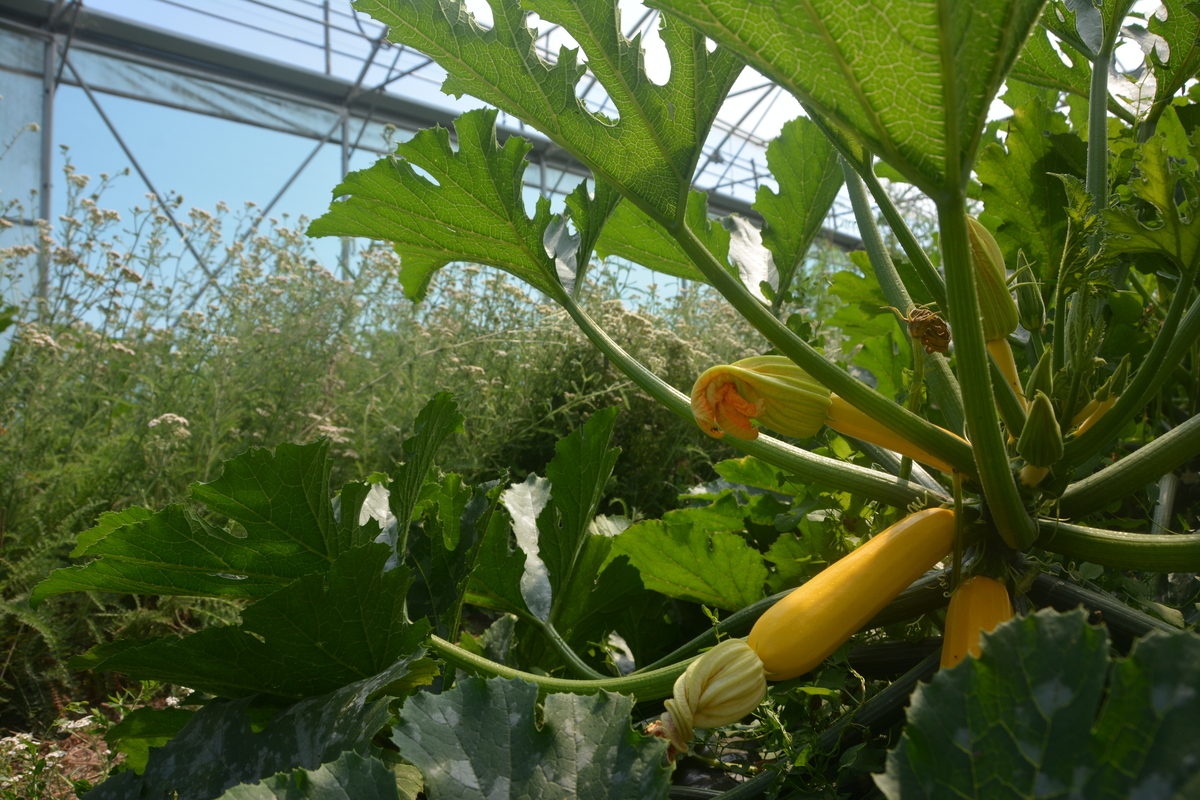 Une culture de courgette - Illustration Des plantes  au service de la lutte