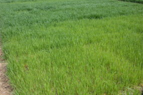 Bande double densité dans un champ de céréales