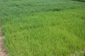 Bande double densité dans un champ de céréales