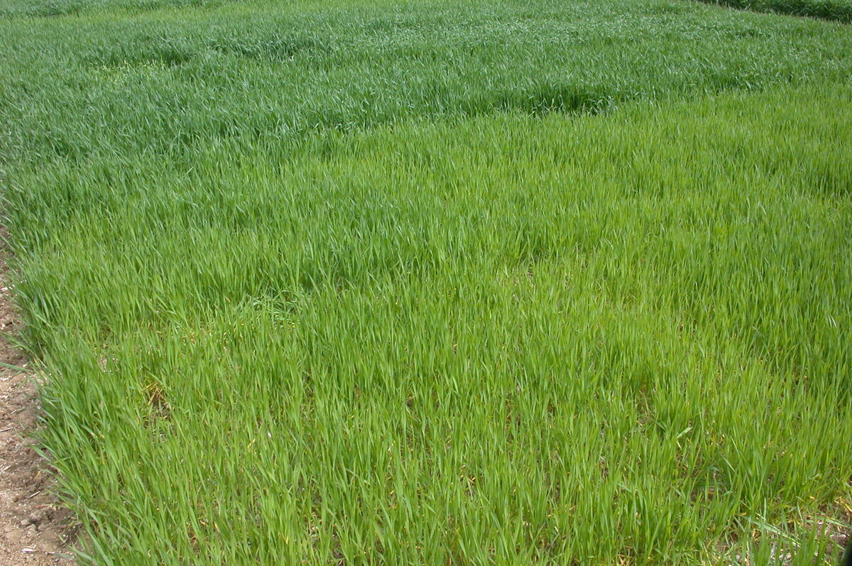Bande double densité dans un champ de céréales - Illustration Piloter l’azote dès le semis