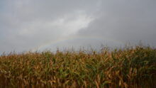 Un champ de maïs avec un ciel gris et un arc en ciel