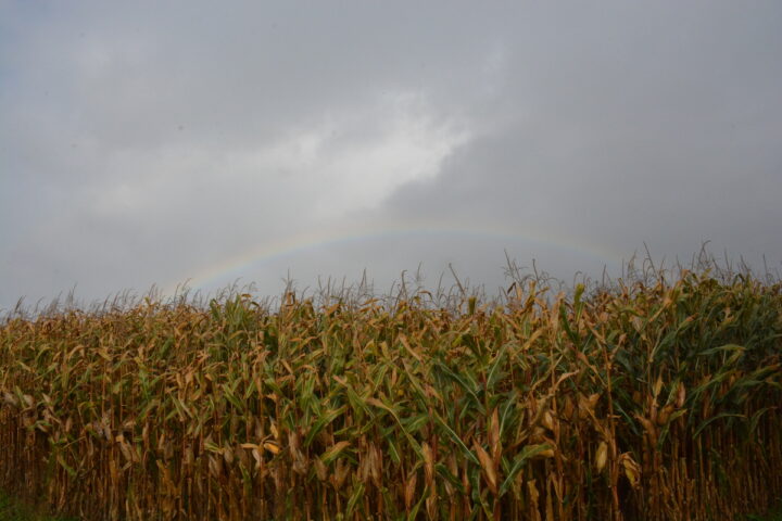 Un champ de maïs avec un ciel gris et un arc en ciel