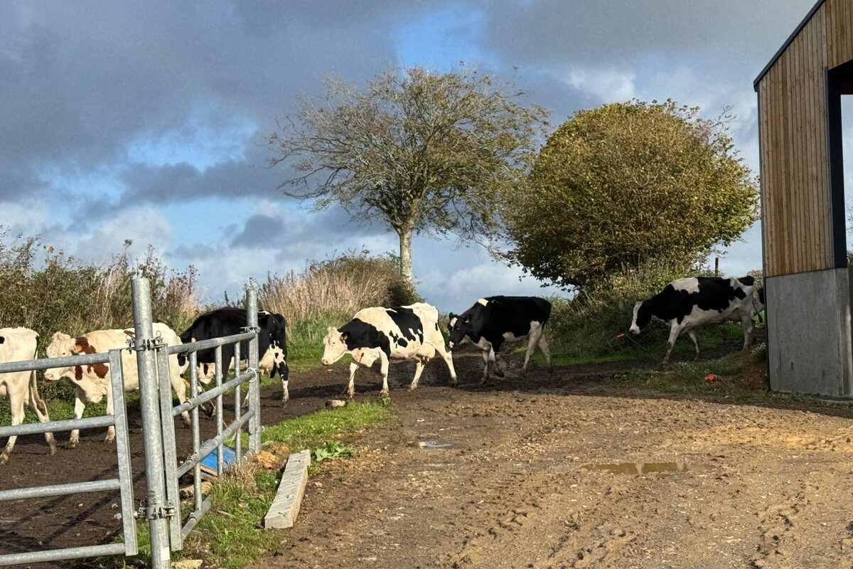 Des vaches laitières marchant l'une derrière l'autre - Illustration Filière laitière française : Bientôt un manque de lait bio