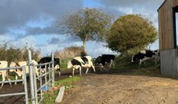 Des vaches laitières marchant l'une derrière l'autre