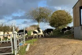 Des vaches laitières marchant l'une derrière l'autre