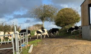 Des vaches laitières marchant l'une derrière l'autre
