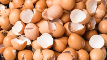 Des coquilles d'oeufs vides