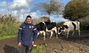 Un éleveur devant deux vaches de race Prim'Holstein.