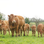 des vaches limousine et des veaux dans une prairie