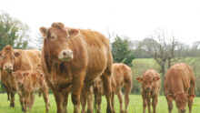 des vaches limousine et des veaux dans une prairie