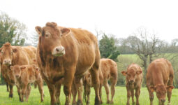 des vaches limousine et des veaux dans une prairie