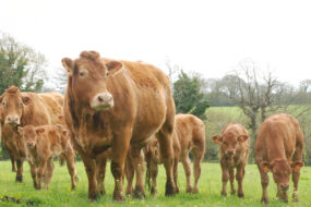des vaches limousine et des veaux dans une prairie
