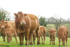 des vaches limousine et des veaux dans une prairie