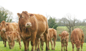 des vaches limousine et des veaux dans une prairie