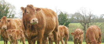 des vaches limousine et des veaux dans une prairie