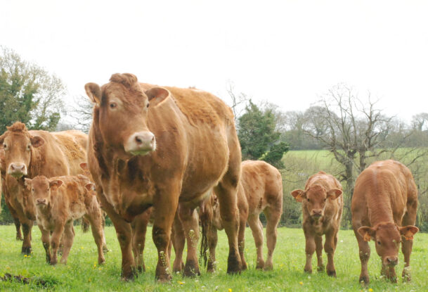 des vaches limousine et des veaux dans une prairie