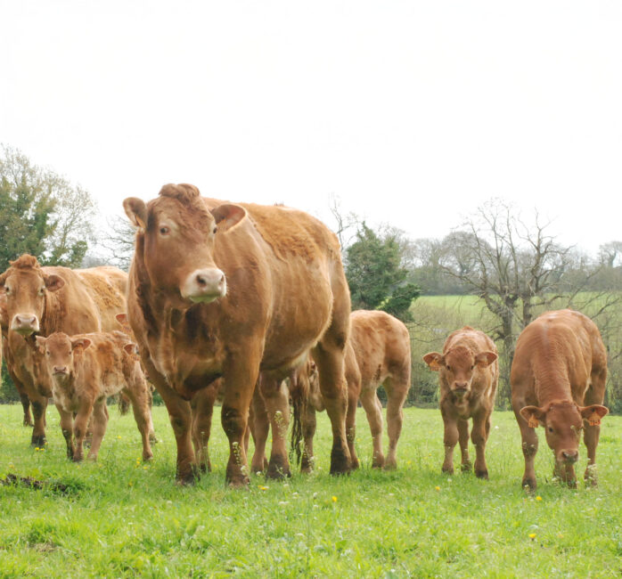 des vaches limousine et des veaux dans une prairie