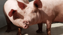Deux cochons