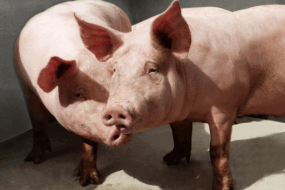 Deux cochons