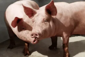 Deux cochons