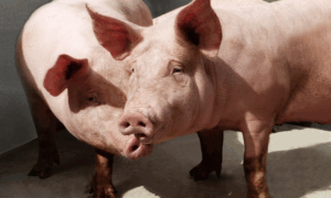 Deux cochons