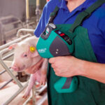 porte idal vaccination intradermique Porcelets