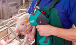 porte idal vaccination intradermique Porcelets