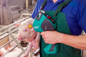 porte idal vaccination intradermique Porcelets