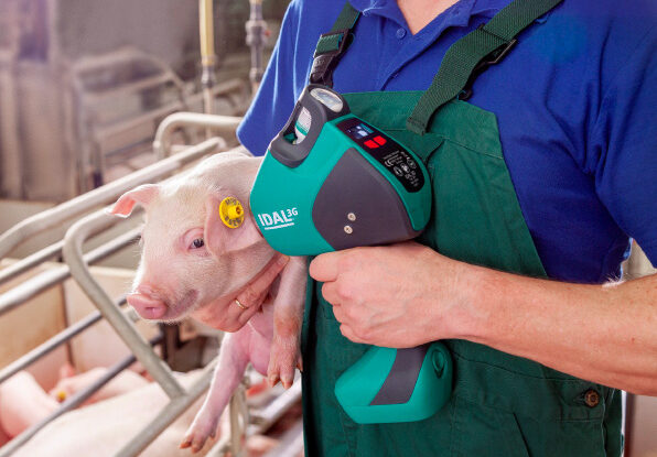 porte idal vaccination intradermique Porcelets