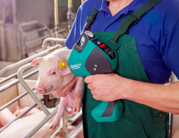 porte idal vaccination intradermique Porcelets - Illustration La vaccination intradermique avec le porte-IDAL : un progrès ergonomique confirmé