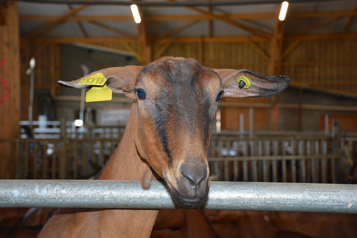 Gros plan sur la tête d'une chèvre dans un bâtiment d'élevage
