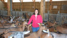 Une éleveuse parmi ses chèvres dans un bâtiment d'élevage de chèvres