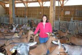 Une éleveuse parmi ses chèvres dans un bâtiment d'élevage de chèvres